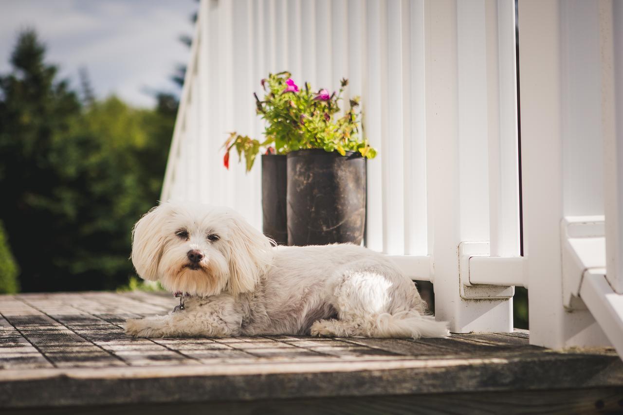 Abbie'S Garden Bed & Breakfast Grand Bank Eksteriør billede